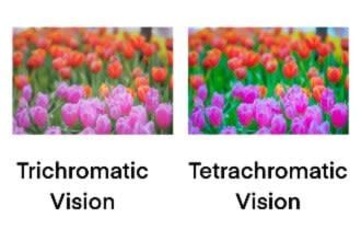 what do people with tetrachromacy see